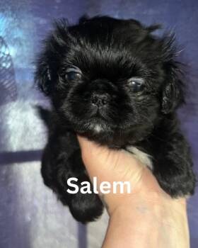 Salem JC in MS -  Pekingese Dog for Adoption in Warwick, Rhode Island - Salem JC In MS | PetCurious