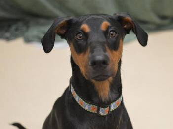 Radio -  Doberman Pinscher and Mixed Breed Dog for Adoption in Portland, Oregon - Radio | PetCurious