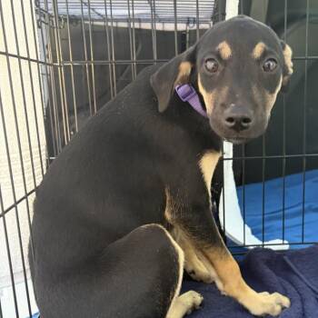 Rescue Labrador Retriever Dogs for Adoption in Carmel Hamlet, New York - Odessa (Texas Sweethearts) | PetCurious