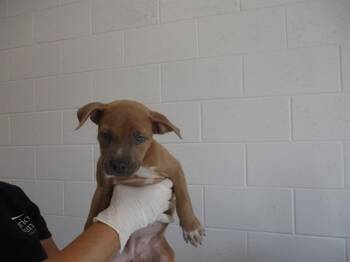 A386341 -  German Shepherd Dog and Pit Bull Terrier Dog for Adoption in Ocala, Florida - A386341 | PetCurious