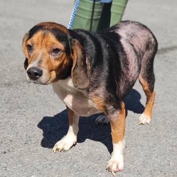 Dennis -  Beagle and Mixed Breed Dog for Adoption in Fairfax, Virginia - Dennis | PetCurious
