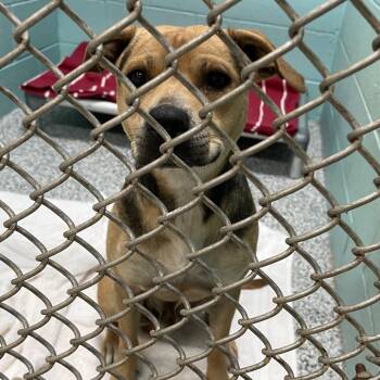 Dart -  Mixed Breed Dog Available for Adoption in Port Charlotte, Florida - Dart | PetCurious