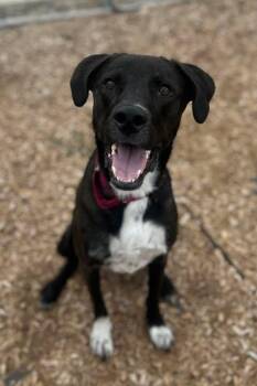 Kiwi -  Black Labrador Retriever and Mixed Breed Dog for Adoption in Fruit Heights, Utah - Kiwi | PetCurious
