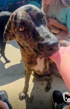 Luke -  Catahoula Leopard Dog Dog for Adoption in Wantagh, New York - Luke | PetCurious