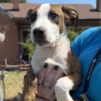 Mixed Breed Dogs Available for Adoption - Pink | PetCurious