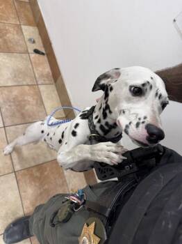 Chloe -  Dalmatian Dog for Adoption in Victorville, California - Chloe | PetCurious