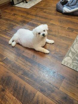 Bichon Frise Dogs Available for Adoption in Gillsville, Georgia - Charlotte Bichon | PetCurious