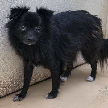 Morticia -  Pomeranian and Mixed Breed Dog for Adoption in Chino Hills, California - Morticia | PetCurious