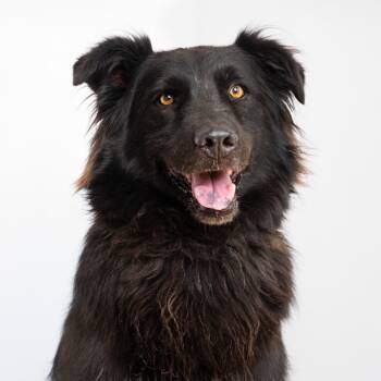 Rescue Chow Chow Dogs for Adoption in Palm Springs, California - Yoyo | PetCurious