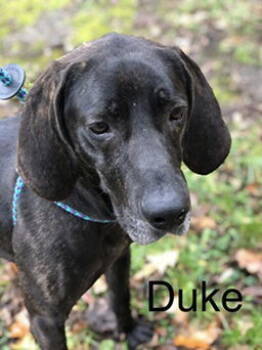 Rescue Plott Hound Dogs for Adoption in Elkins, West Virginia - Duke | PetCurious