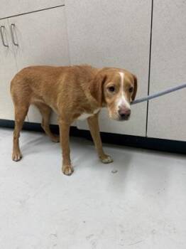 Lisette -  Mixed Breed Dog for Adoption in Savannah, Georgia - Lisette | PetCurious