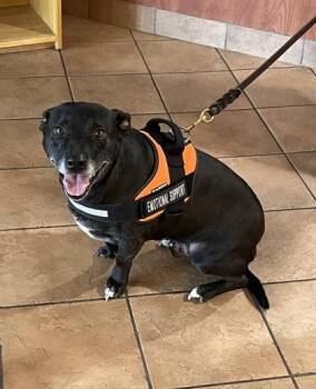 Mixed Breed Dogs Available for Adoption in Longmont, Colorado - Ozzy | PetCurious