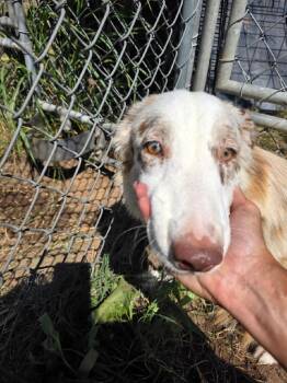 Rescue Border Collie Dogs for Adoption in The Woodlands, Texas - Hollie (72) | PetCurious