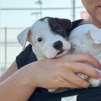 Brew -  Pit Bull Terrier and Cattle Dog Dog for Adoption in Waco, Texas - Brew | PetCurious