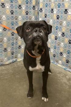 Boxer Dogs Available for Adoption in Rosenberg, Texas - JENSEN | PetCurious