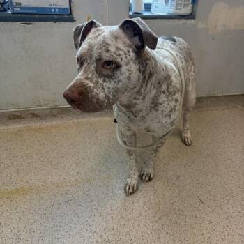 Diamond -  Mixed Breed Dog for Adoption in New York, New York - Diamond | PetCurious