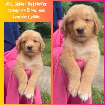 Connie -  Golden Retriever Dog for Sale in Houston, Texas - Connie | PetCurious