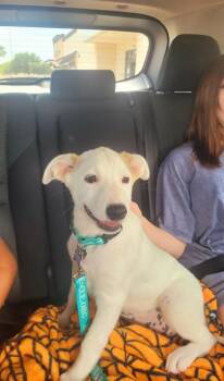 Robin -  Mixed Breed Dog for Adoption in Fort Worth, Texas - Robin | PetCurious