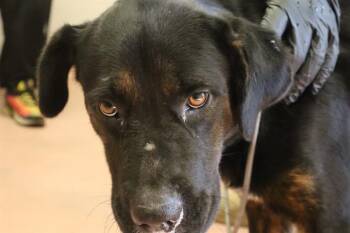 LAURA -  Mixed Breed Dog for Adoption in Columbia, South Carolina - LAURA | PetCurious