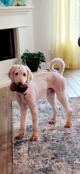Mochi -  Standard Poodle Dog for Adoption in Dallas, Texas - Mochi | PetCurious