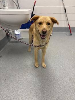 Labrador Retriever Dogs Available for Adoption in Indianapolis, Indiana - MO | PetCurious