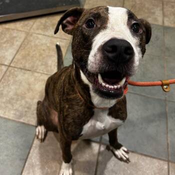 Boom Boom -  Mixed Breed Dog for Adoption in Chattanooga, Tennessee - Boom Boom | PetCurious