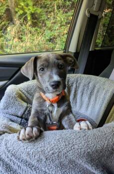 Humboldt -  Chihuahua and German Shepherd Dog Dog for Adoption in Clatskanie, Oregon - Humboldt | PetCurious
