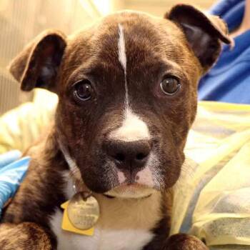 Mixed Breed Dogs Available for Adoption in Port Washington, New York - LA6921 | PetCurious