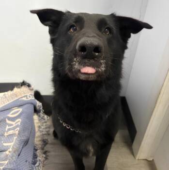 Rollo -  German Shepherd Dog Dog for Adoption in Naperville, Illinois - Rollo | PetCurious
