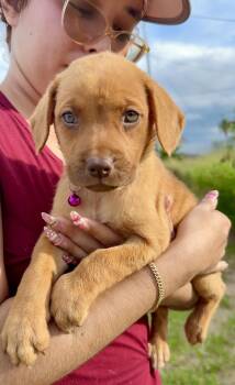 Labrador Retriever and Shepherd Dogs Available for Adoption in Isabela, Isabela -  Penny - Green Eyes, Loving, Girl Puppy - *LOW ADOPTION FEE* | PetCurious