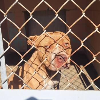 Rescue Pit Bull Terrier Dogs for Adoption in Gautier, Mississippi - Boonie | PetCurious