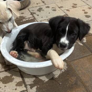 Fern -  Border Collie and Terrier Dog for Adoption in Escondido, California - Fern | PetCurious