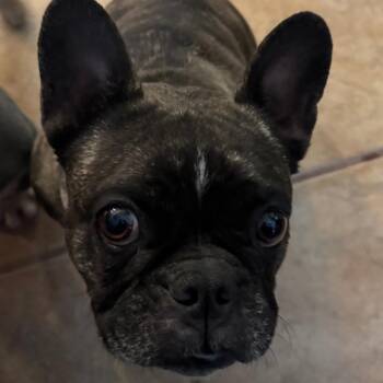 French Bulldog Dogs Available for Adoption - Angelica (IVDD) | PetCurious