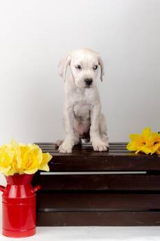 Hound Dogs Available for Adoption in Brighton, Colorado - 355-26 | PetCurious