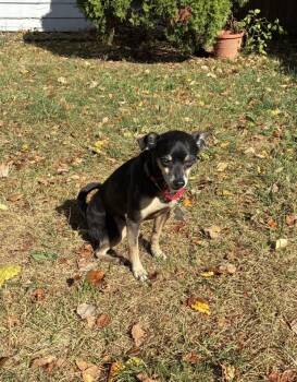 Rescue Chihuahua Dogs for Adoption in Edwards, Illinois - Chico | PetCurious