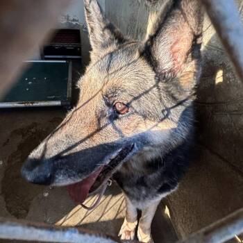 Retriever Dogs Available for Adoption - Tomato Soup | PetCurious