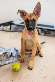 Dora -  Shepherd Dog for Adoption in Mundelein, Illinois - Dora | PetCurious