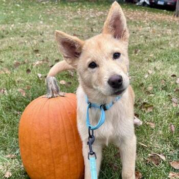 Rescue Mixed Breed Dogs for Adoption in Buffalo, Minnesota - Romeo | PetCurious