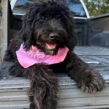 GIRLY POP -  Labradoodle Dog for Adoption in Fosters, Alabama - GIRLY POP | PetCurious