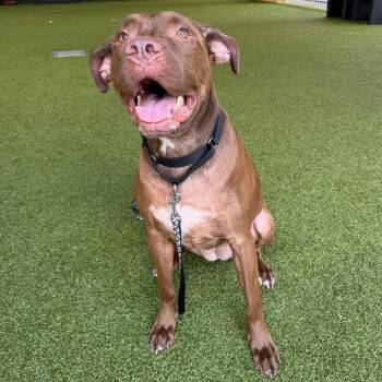 Chocolate Labrador Retriever and Terrier Dogs Available for Adoption in West Palm Beach, Florida - Lorelai | PetCurious