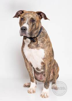 Great Dane and Mastiff Dogs Available for Adoption in Tuscaloosa, Alabama - Patton - In The New England Area | PetCurious