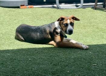 Bluey -  Australian Shepherd Dog for Adoption in Tucson, Arizona - Bluey | PetCurious