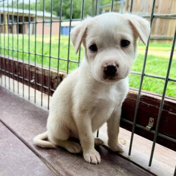 Terrier Dogs Available for Adoption in Bulverde, Texas - Ash | PetCurious