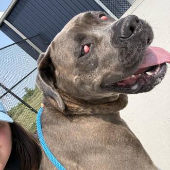 Short Stack -  Cane Corso and Mixed Breed Dog for Adoption in Matteson, Illinois - Short Stack | PetCurious