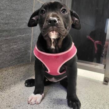 Mixed Breed Dogs Available for Adoption - Charm | PetCurious