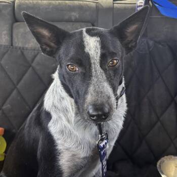 EmmyLou -  Cattle Dog Dog for Adoption in Midland, Texas - EmmyLou | PetCurious