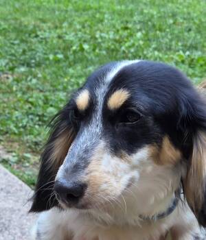 CALLIOPE -  Dachshund Dog for Adoption in Millerstown, Pennsylvania - CALLIOPE | PetCurious