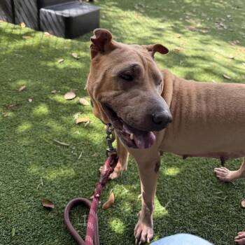 Sharpie -  Shar Pei Dog for Adoption in Lakeland, Florida - Sharpie | PetCurious