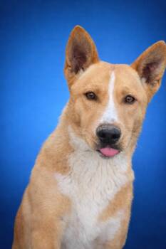 Australian Cattle Dog Blue Heeler Dogs Available for Adoption in Anderson, Texas - Baby Love | PetCurious