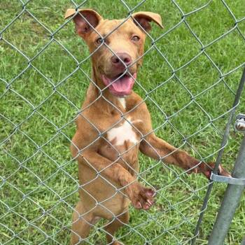 Bree -  Labrador Retriever and Mixed Breed Dog Available for Adoption in Marshall, Texas - Bree | PetCurious